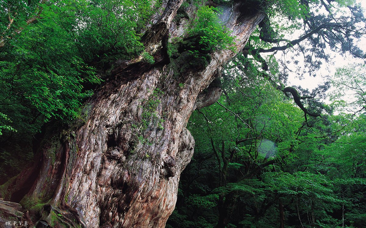 yakushima Iwasaki hotel trekking