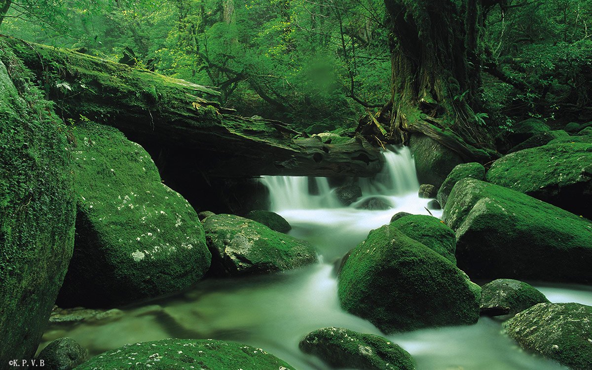 yakushima Iwasaki hotel trekking