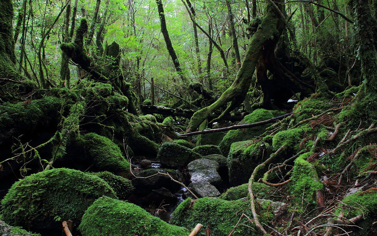 屋久島いわさきホテル