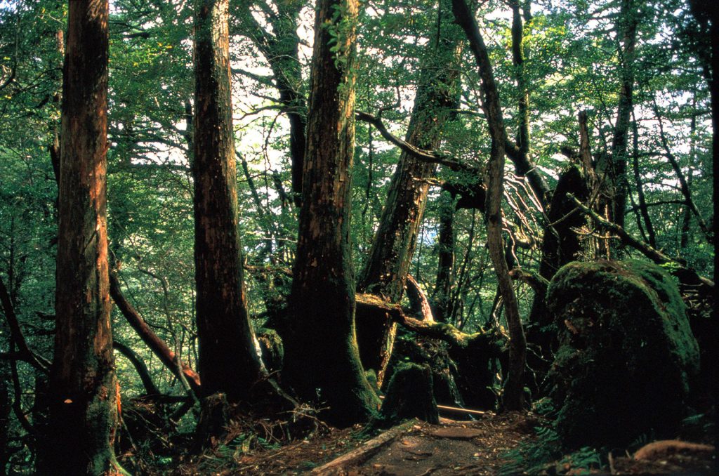 ヤクスギランド